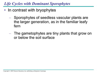 Life Cycles with Dominant Sporophytes In contrast with bryophytes Sporophytes of seedless vascular plants are the larger generation, as in the familiar leafy fern The gametophytes are tiny plants that grow on or below the soil surface 