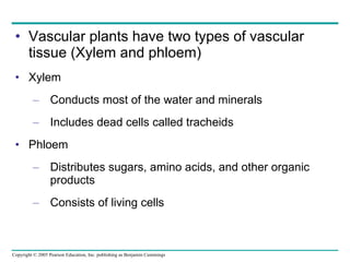 Vascular plants have two types of vascular tissue (Xylem and phloem) Xylem Conducts most of the water and minerals Includes dead cells called tracheids Phloem Distributes sugars, amino acids, and other organic products Consists of living cells 