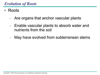 Evolution of Roots Roots Are organs that anchor vascular plants Enable vascular plants to absorb water and nutrients from the soil May have evolved from subterranean stems 