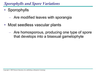 Sporophylls and Spore Variations Sporophylls Are modified leaves with sporangia Most seedless vascular plants Are homosporous, producing one type of spore that develops into a bisexual gametophyte 