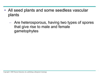 All seed plants and some seedless vascular plants Are heterosporous, having two types of spores that give rise to male and female gametophytes 