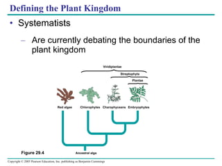 Defining the Plant Kingdom Systematists Are currently debating the boundaries of the plant kingdom Plantae Streptophyta Viridiplantae Red algae Chlorophytes Charophyceans Embryophytes Ancestral alga Figure 29.4 