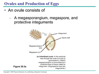 Ovules and Production of Eggs An ovule consists of A megasporangium, megaspore, and protective integuments Figure 30.3a (a) Unfertilized ovule.  In this sectional view through the ovule of a pine (a gymnosperm), a fleshy megasporangium is surrounded by a protective layer of tissue called an integument. (Angiosperms have two integuments.) Integument Spore wall Megasporangium (2 n ) Megaspore ( n ) 