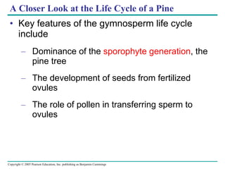 A Closer Look at the Life Cycle of a Pine Key features of the gymnosperm life cycle include Dominance of the  sporophyte generation , the pine tree The development of seeds from fertilized ovules The role of pollen in transferring sperm to ovules 