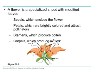 A flower is a specialized shoot with modified leaves Sepals, which enclose the flower  Petals, which are brightly colored and attract pollinators Stamens, which produce pollen Carpels, which produce ovules Figure 30.7 Anther Filament Stigma Style Ovary Carpel Petal Receptacle Ovule Sepal Stamen 