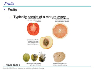 Fruits Fruits Typically consist of a mature ovary   Figure 30.8a–e (b)  Ruby grapefruit, a fleshy fruit with a hard outer layer and soft inner layer of pericarp (a)  Tomato, a fleshy fruit with soft outer and inner layers of pericarp (c)  Nectarine, a fleshy fruit with a soft outer layer and hard inner layer (pit) of pericarp (e)  Walnut, a dry fruit that  remains closed at maturity (d)  Milkweed, a dry fruit that splits open at maturity 