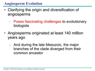 Angiosperm Evolution Clarifying the origin and diversification of angiosperms Poses fascinating challenges  to evolutionary biologists Angiosperms originated at least 140 million years ago And during the late Mesozoic, the major branches of the clade diverged from their common ancestor 