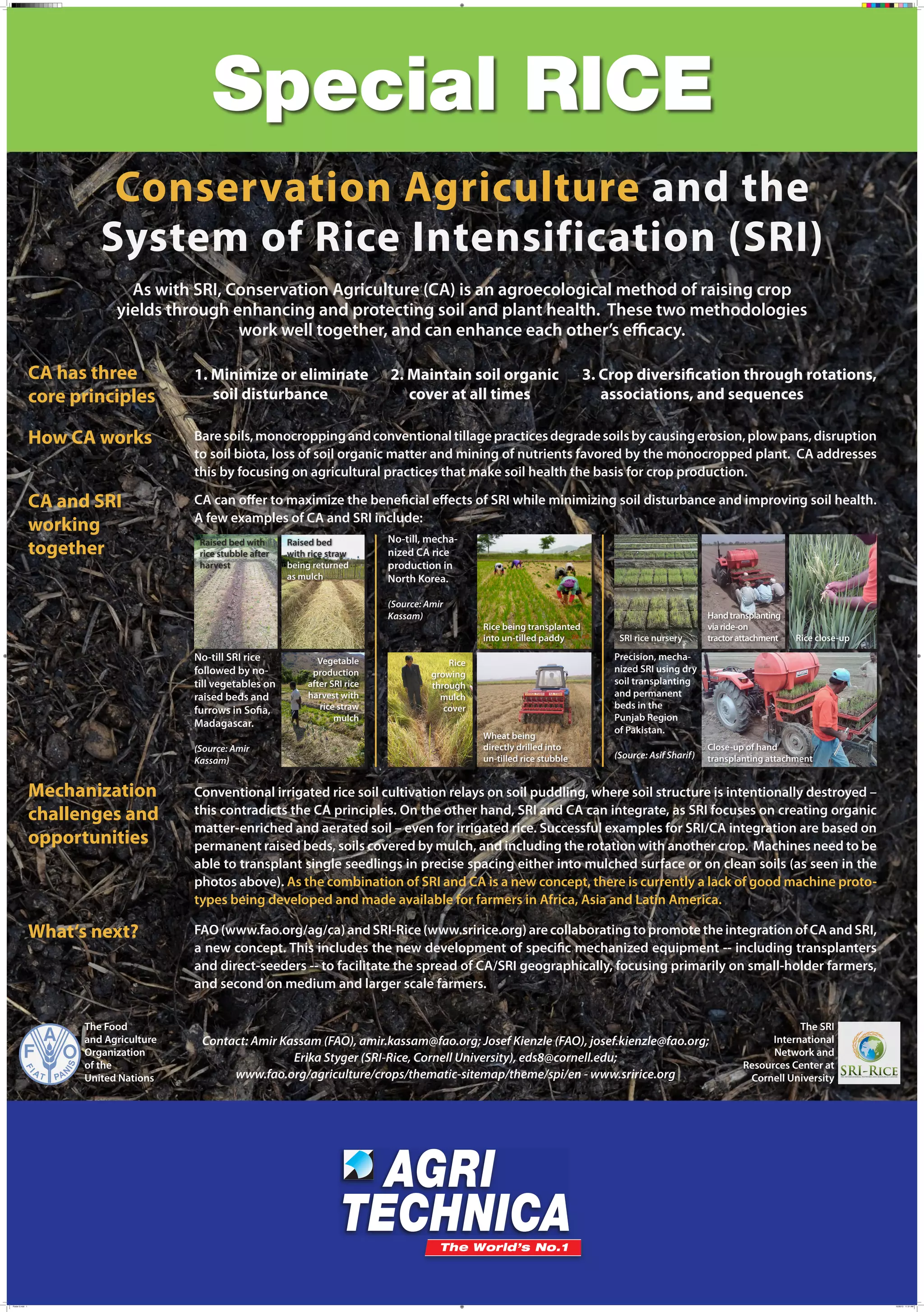 Conservation Agriculture and the
System of Rice Intensification (SRI)
As with SRI, Conservation Agriculture (CA) is an agroecological method of raising crop
yields through enhancing and protecting soil and plant health. These two methodologies
work well together, and can enhance each other’s efficacy.

CA has three
core principles

1. Minimize or eliminate
soil disturbance

How CA works

Bare soils, monocropping and conventional tillage practices degrade soils by causing erosion, plow pans, disruption
to soil biota, loss of soil organic matter and mining of nutrients favored by the monocropped plant. CA addresses
this by focusing on agricultural practices that make soil health the basis for crop production.

CA and SRI
working
together

CA can offer to maximize the beneficial effects of SRI while minimizing soil disturbance and improving soil health.
A few examples of CA and SRI include:
Raised bed with
rice stubble after
harvest

Raised bed
with rice straw
being returned
as mulch

2. Maintain soil organic
cover at all times

No-till, mechanized CA rice
production in
North Korea.
(Source: Amir
Kassam)

No-till SRI rice
followed by notill vegetables on
raised beds and
furrows in Sofia,
Madagascar.
(Source: Amir
Kassam)

Vegetable
production
after SRI rice
harvest with
rice straw
mulch

3. Crop diversification through rotations,
associations, and sequences

Rice being transplanted
into un-tilled paddy

Rice
growing
through
mulch
cover
Wheat being
directly drilled into
un-tilled rice stubble

SRI rice nursery

Hand transplanting
via ride-on
tractor attachment

Rice close-up

Precision, mechanized SRI using dry
soil transplanting
and permanent
beds in the
Punjab Region
of Pakistan.
(Source: Asif Sharif)

Close-up of hand
transplanting attachment

Mechanization
challenges and
opportunities

Conventional irrigated rice soil cultivation relays on soil puddling, where soil structure is intentionally destroyed –
this contradicts the CA principles. On the other hand, SRI and CA can integrate, as SRI focuses on creating organic
matter-enriched and aerated soil – even for irrigated rice. Successful examples for SRI/CA integration are based on
permanent raised beds, soils covered by mulch, and including the rotation with another crop. Machines need to be
able to transplant single seedlings in precise spacing either into mulched surface or on clean soils (as seen in the
photos above). As the combination of SRI and CA is a new concept, there is currently a lack of good machine prototypes being developed and made available for farmers in Africa, Asia and Latin America.

What‘s next?

FAO (www.fao.org/ag/ca) and SRI-Rice (www.sririce.org) are collaborating to promote the integration of CA and SRI,
a new concept. This includes the new development of specific mechanized equipment -- including transplanters
and direct-seeders -- to facilitate the spread of CA/SRI geographically, focusing primarily on small-holder farmers,
and second on medium and larger scale farmers.

The Food
and Agriculture
Organization
of the
United Nations

Poster 5.indd 1

Contact: Amir Kassam (FAO), amir.kassam@fao.org; Josef Kienzle (FAO), josef.kienzle@fao.org;
Erika Styger (SRI-Rice, Cornell University), eds8@cornell.edu;
www.fao.org/agriculture/crops/thematic-sitemap/theme/spi/en - www.sririce.org

The SRI
International
Network and
Resources Center at
Cornell University

10/30/13 11:31 AM

 