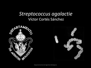 Streptococcus agalactie
   Víctor Cortés Sánchez




      Departamento de Agentes Biológicos
 