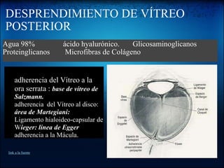 DESPRENDIMIENTO DE VÍTREO POSTERIOR Agua 98%               ácido hyalurónico.       Glicosaminoglicanos Proteinglicanos        Microfibras de Colágeno adherencia del Vítreo a la ora serrata :  base de vítreo de Salzmann. adherencia  del Vítreo al disco:  área de Martegiani: Ligamento hialoideo-capsular de W ieger: línea de Egger adherencia a la Mácula.   link a la fuente 