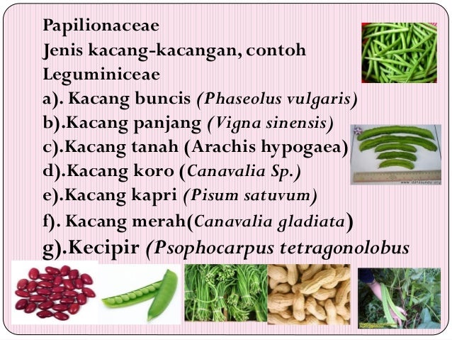 290158421 budidaya tanaman hortikultura  290158421 budidaya tanaman hortikultura