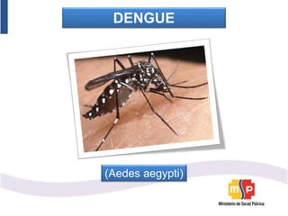 DENGUE
(Aedes aegypti)
 