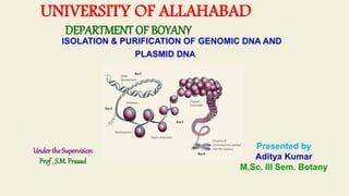 UNIVERSITY OF ALLAHABAD
DEPARTMENT OF BOYANY
ISOLATION & PURIFICATION OF GENOMIC DNA AND
PLASMID DNA
Under the Supervision
Prof . S.M. Prasad
Presented by
Aditya Kumar
M.Sc. III Sem. Botany
 