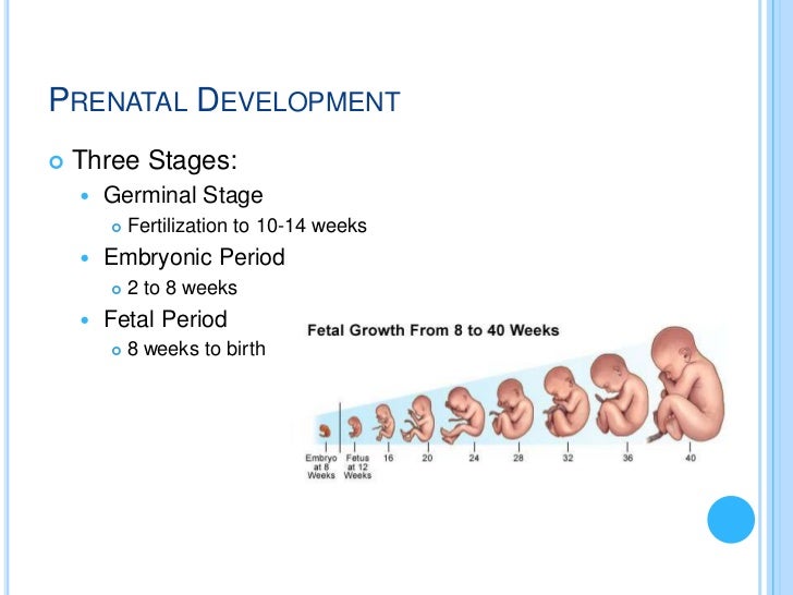 stage of prenatal development Provides information on fetal development through each trimester also, contains links to dozens of links on maternal health and prenatal care. stage of prenatal development Provides information on fetal development through each trimester also, contains links to dozens of links on maternal health and prenatal care.