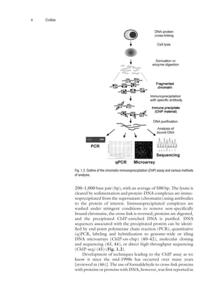 Chromatin Immunoprecipitation Assays Methods and Protocols 1st Edition ...