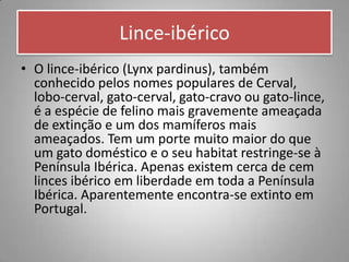 Lince-ibérico
• O lince-ibérico (Lynx pardinus), também
  conhecido pelos nomes populares de Cerval,
  lobo-cerval, gato-cerval, gato-cravo ou gato-lince,
  é a espécie de felino mais gravemente ameaçada
  de extinção e um dos mamíferos mais
  ameaçados. Tem um porte muito maior do que
  um gato doméstico e o seu habitat restringe-se à
  Península Ibérica. Apenas existem cerca de cem
  linces ibérico em liberdade em toda a Península
  Ibérica. Aparentemente encontra-se extinto em
  Portugal.
 