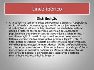 Lince-ibérico
                          Distribuição
• O lince-ibérico somente existe em Portugal e Espanha. A população
  está confinada a pequenos agregados dispersos (ver mapa de
  distribuição), resultado da fragmentação do seu habitat natural
  devido a factores antropogénicos. Apenas 2 ou 3 agregados
  populacionais poderão ser considerados viáveis a longo termo. A
  sua alimentação é constituída por coelhos, mas quando estes
  faltam ele come veados, ratos, patos, perdizes, lagartos, etc. O
  lince-ibérico selecciona habitats de características mediterrânicas,
  como bosques, matagais e matos densos. Utiliza preferencialmente
  estruturas em mosaico, com biótopos fechados para abrigo. O lince-
  ibérico pode-se encontrar na Serra da Malcata, situada entre os
  concelhos do Sabugal e de Penamacor, integrando o sistema
  montanhoso luso-espanhol da Meseta.
 