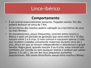 Lince-ibérico
                      Comportamento
• É um animal essencialmente nocturno. Trepador exímio. Por dia,
  poderá deslocar-se cerca de 7 km.
• Os territórios dos machos podem sobrepôr-se a territórios de uma
  ou mais fêmeas.
• Os acasalamentos, pouco frequentes, ocorrem entre Janeiro e
  Março e após um período de gestação que varia entre 63 e 74 dias
  nascem entre 1 e 4 crias. O mais comum é nascerem apenas 2 crias
  que recebem cuidados unicamente maternais durante cerca de 1
  ano, altura em que se tornam independentes e abandonam o grupo
  familiar. Regra geral, quando nascem 3 ou 4 crias, estas entram em
  combates por comida ou sem qualquer motivo e acabam por sobrar
  apenas 2 ou até 1, daí um dos seus pequenos aumentos
  populacionais. Não existe dimorfismo sexual entre macho e fêmea.
 