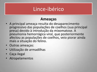 Lince-ibérico
                      Ameaças
• A principal ameaça resulta do desaparecimento
  progressivo das populações de coelhos (sua principal
  presa) devido à introdução da mixomatose. A
  pneumonia hemorrágica viral, que posteriormente
  afectou as populações de coelhos, veio piorar ainda
  mais a situação do felino.
• Outras ameaças:
• Utilização de armadilhas
• Caça ilegal
• Atropelamentos
 