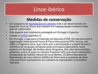 Lince-ibérico
                  Medidas de conservação
• Um programa de reprodução em cativeiro está a ser desenvolvido em
  Espanha. Para tal, linces que estejam em subpopulações inviáveis terão
  que ser capturados.
• Esta espécie está totalmente protegida em Portugal e Espanha
• Listada na CITES (apêndice I)
• Em Portugal, a Liga para a Protecção da Natureza (LPN), em parceria com a
  organização internacional Fauna & Flora Internacional (FFI), lançou, em
  2004, o Programa Lince, que conta com a participação e o apoio técnico e
  científico de um grupo composto pelos principais especialistas nesta
  espécie em Portugal. No âmbito deste Programa, têm sido desenvolvidos
  projectos, entre os quais se incluem Projectos LIFE, que visam sobretudo a
  recuperação do habitat natural do Lince Ibérico. O Centro Nacional de
  Reprodução do Lince-Ibérico (CNRLI) de Silves terá o propósito de fazer
  com que linces reprodutores em cativeiro se reproduzam no território
  nacional.
 