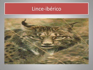 Lince-ibérico
 
