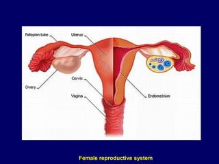 Female reproductive system
 