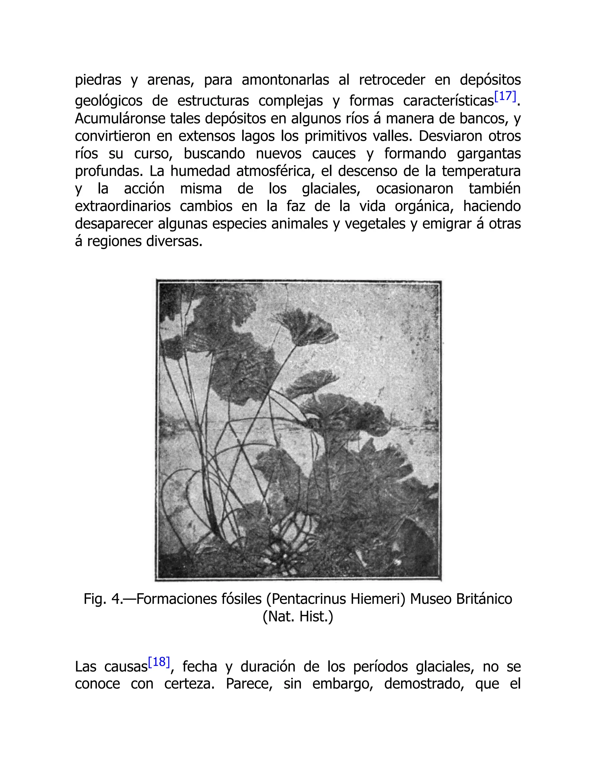 piedras y arenas, para amontonarlas al retroceder en depósitos
geológicos de estructuras complejas y formas características[17].
Acumuláronse tales depósitos en algunos ríos á manera de bancos, y
convirtieron en extensos lagos los primitivos valles. Desviaron otros
ríos su curso, buscando nuevos cauces y formando gargantas
profundas. La humedad atmosférica, el descenso de la temperatura
y la acción misma de los glaciales, ocasionaron también
extraordinarios cambios en la faz de la vida orgánica, haciendo
desaparecer algunas especies animales y vegetales y emigrar á otras
á regiones diversas.
Fig. 4.—Formaciones fósiles (Pentacrinus Hiemeri) Museo Británico
(Nat. Hist.)
Las causas[18], fecha y duración de los períodos glaciales, no se
conoce con certeza. Parece, sin embargo, demostrado, que el
 