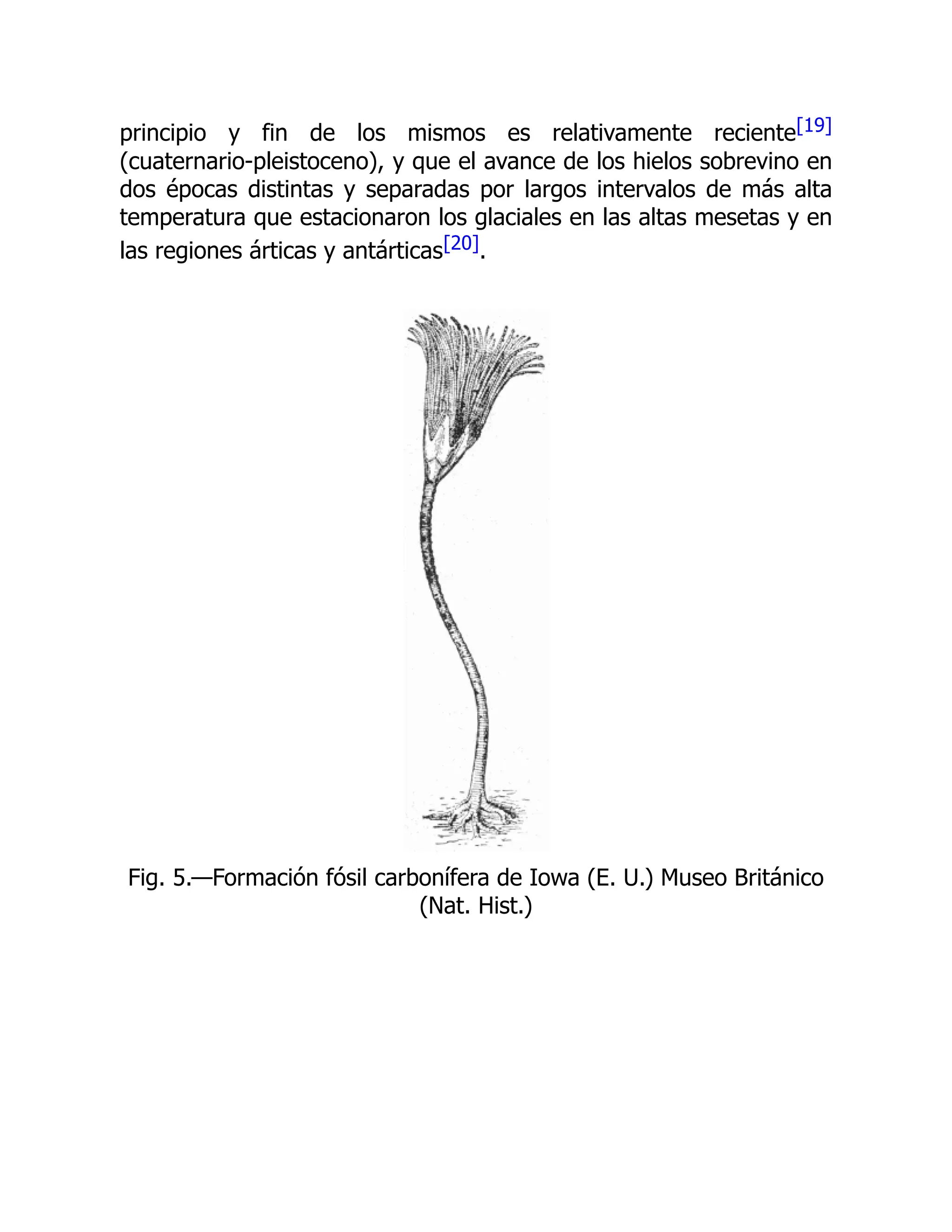 principio y fin de los mismos es relativamente reciente[19]
(cuaternario-pleistoceno), y que el avance de los hielos sobrevino en
dos épocas distintas y separadas por largos intervalos de más alta
temperatura que estacionaron los glaciales en las altas mesetas y en
las regiones árticas y antárticas[20].
Fig. 5.—Formación fósil carbonífera de Iowa (E. U.) Museo Británico
(Nat. Hist.)
 