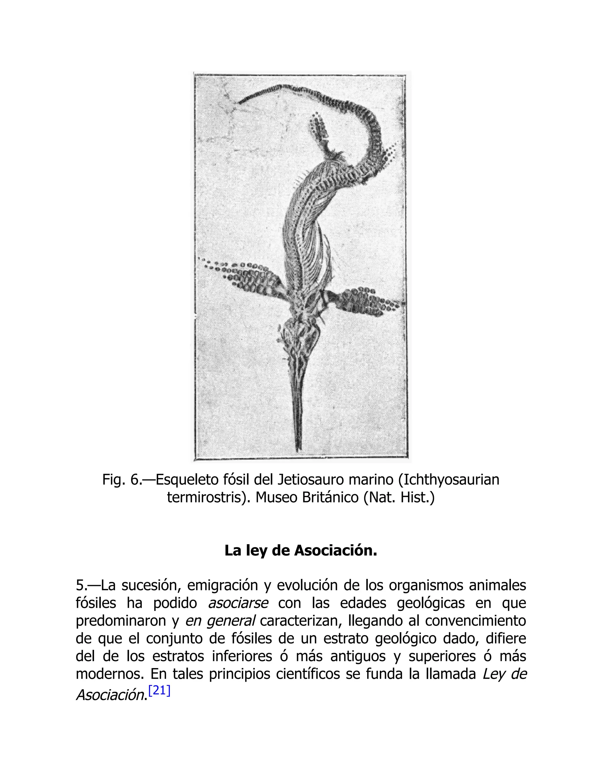 Fig. 6.—Esqueleto fósil del Jetiosauro marino (Ichthyosaurian
termirostris). Museo Británico (Nat. Hist.)
La ley de Asociación.
5.—La sucesión, emigración y evolución de los organismos animales
fósiles ha podido asociarse con las edades geológicas en que
predominaron y en general caracterizan, llegando al convencimiento
de que el conjunto de fósiles de un estrato geológico dado, difiere
del de los estratos inferiores ó más antiguos y superiores ó más
modernos. En tales principios científicos se funda la llamada Ley de
Asociación.[21]
 