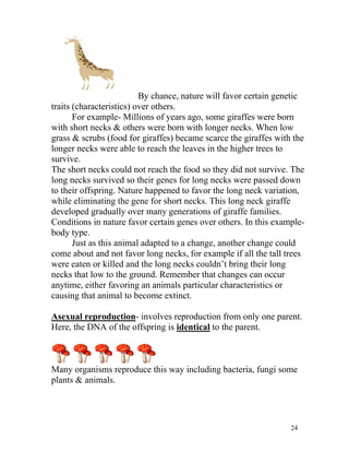 By chance, nature will favor certain genetic
traits (characteristics) over others.
For example- Millions of years ago, some giraffes were born
with short necks & others were born with longer necks. When low
grass & scrubs (food for giraffes) became scarce the giraffes with the
longer necks were able to reach the leaves in the higher trees to
survive.
The short necks could not reach the food so they did not survive. The
long necks survived so their genes for long necks were passed down
to their offspring. Nature happened to favor the long neck variation,
while eliminating the gene for short necks. This long neck giraffe
developed gradually over many generations of giraffe families.
Conditions in nature favor certain genes over others. In this examplebody type.
Just as this animal adapted to a change, another change could
come about and not favor long necks, for example if all the tall trees
were eaten or killed and the long necks couldn’t bring their long
necks that low to the ground. Remember that changes can occur
anytime, either favoring an animals particular characteristics or
causing that animal to become extinct.
Asexual reproduction- involves reproduction from only one parent.
Here, the DNA of the offspring is identical to the parent.

Many organisms reproduce this way including bacteria, fungi some
plants & animals.

24

 