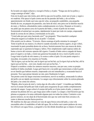 Se levantó con algún esfuerzo y recogió el bolso y el palo. “Traiga uno de los pollos y
venga conmigo al baño”, dijo.
Esta era la parte que más temía, pero abrí la caja con los pollos, tomé uno al azar, y seguí a
mi madrina. Ella apoyó el palo contra una de las paredes del baño, y de su bolso
aparentemente sin fondo sacó una caja de velas, un pequeño candelabro, una pequeña
botella de ron, un paquete de panetelas, una Jarra de miel, otra jarra con la familiar mezcla
de maíz, y fósforos, alineándolos todos cuidadosamente en el piso. Después se levantó y
me pidió que me parara cerca de la puerta del baño, y tomó al pollo de mi mano.
Sosteniendo al animal por sus patas, rápidamente lo pasó por todo mi cuerpo, empezando
desde la corona de mi cabeza y terminando en los pies.
“Usted sabe por qué estoy haciendo esto?” me preguntó. “Para transferir cualquier
vibración negativa al rededor de mi al pollo”. Contesté.
Ella asintió con la cabeza. “Correcto. Ahora sostenga al pollo mientras lo consagro”.
Tomé el pollo de sus manos y la observé cuando encendía el eterno cigarro, al que volteó,
insertando la parte prendida dentro de su boca. Instintivamente hice una mueca de dolor,
esperando que se quemara la lengua y labios. Pero simplemente sopló espesas nubes de
humo a través del extremo opuesto del cigarro. Cuando el baño estuvo cargado de humo,
puso el cigarro a un lado, y tomó una generosa bocanada de ron y roció el pollo con el.
Luego tomó al pollo de mis manos y lo sostuvo sobre el palo. En este punto empezó a
moyubar, invocando a los muertos en Yoruba.
“Ikú la tigwa, ayá un bai bai, anó la tigwá ayá un bai bai, eyé la tigwá Ayá un bai bai, ofó la
tigwá ayá un bai bai... owé owé, lasakó owé ayá un bai bai...”.
Empezó a nombrar a todos los santeros muertos mayores, uno por uno, como su propia
madrina le había enseñado. Luego giró hacia mí y me pidió que mencionara a toda la gente
en mi familia que hubiera muerto, empezando con mis tatarabuelos y avanzando hacia el
presente. Tuve que pensar durante un rato, pero finalmente lo logré.
Tan pronto como las largas oraciones terminaron, movió su muñeca, arrancando la cabeza
del pollo con un rápido movimiento. La sangre cayo directamente sobre la corteza plateada
del palo y las cintas de colores.
“Rápido, abra la jarra de miel y vierta algo de ella sobre el palo”. A medida que hablaba,
movía el cuerpo del pollo por todo el palo para asegurarse de que estaba completamente
rociado de sangre. Luego colocó el cuerpo del pollo en el piso junto al palo, y empezó a
arrancar las plumas del ave, que luego puso sobre el palo. La sangre y miel hicieron que las
plumas se pegaran a la rama cubriendo algunas pero no todas las cintas. Contrario a mis
peores temores, no me alejé de él horrorizada sino que me sentí más bien cercana a él,
como si abarcara mucha fuerza positiva.
Mi madrina me dijo que colocara un vaso de agua fresca cerca del palo, y una vela
encendida sobre el candelabro al lado del agua. De su bolso sacó cuatro pedazos de coco,
los refrescó con agua fresca, y preguntó a los ikú dónde deseaban que se dejara el cuerpo

 