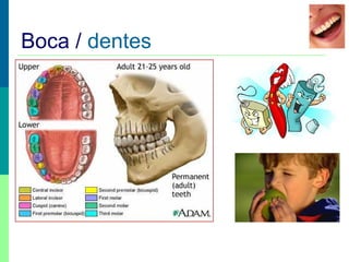 Boca / dentes
 