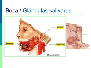 Boca / Glândulas salivares
 
