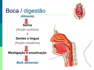 Alimento
Saliva
(Acção química)
+
Dentes e língua
(Acção mecânica)
Mastigação e ensalivação
Bolo alimentar
Boca / digestão
 