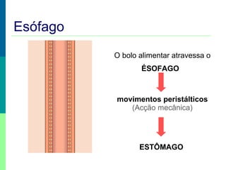 Esófago
O bolo alimentar atravessa o
ÉSOFAGO
movimentos peristálticos
(Acção mecânica)
ESTÔMAGO
 