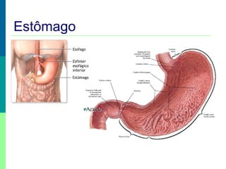 Estômago
 
