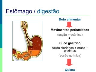 Estômago / digestão
Bolo alimentar
Movimentos peristálticos
(acção mecânica)
+
Suco gástrico
Ácido clorídrico + muco +
enzimas
(acção química)
Quimo
 