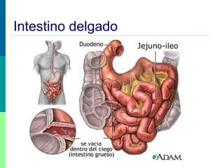Intestino delgado
Jejuno-ileo
 