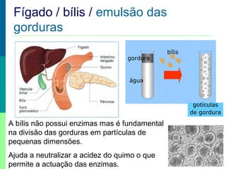 Prof. Teresa Condeixa 0809
A bílis não possui enzimas mas é fundamental
na divisão das gorduras em partículas de
pequenas dimensões.
Ajuda a neutralizar a acidez do quimo o que
permite a actuação das enzimas.
Fígado / bílis / emulsão das
gorduras
gordura
água
bílis
gotículas
de gordura
 