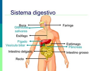 Sistema digestivo
Boca
Esófago
Fígado
Vesícula biliar Estômago
Pâncreas
Intestino delgado Intestino grosso
Recto
Faringe
Glândulas
salivares
 