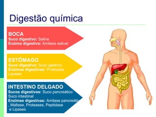 Prof. Teresa Condeixa 0809
Digestão química
BOCA
Suco digestivo: Saliva
Enzima digestiva: Amilase salivar
ESTÔMAGO
Suco digestivo: Suco gástrico
Enzimas digestivas: Proteases
Lipases
INTESTINO DELGADO
Sucos digestivos: Suco pancreático
Suco intestinal
Enzimas digestivas: Amilase pancreática
, Maltase, Proteases, Peptidase
e Lipases
 