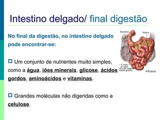 Intestino delgado/ final digestão
No final da digestão, no intestino delgado
pode encontrar-se:
 Um conjunto de nutrientes muito simples,
como a água, iões minerais, glicose, ácidos
gordos, aminoácidos e vitaminas.
 Grandes moléculas não digeridas como a
celulose.
 