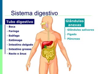Sistema digestivo
Tubo digestivo Glândulas
anexas
- Glândulas salivares
- Fígado
- Pâncreas
- Boca
- Faringe
- Esófago
- Estômago
- Intestino delgado
- Intestino grosso
- Recto e ânus
 