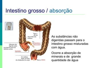 Intestino grosso / absorção
As substâncias não
digeridas passam para o
intestino grosso misturadas
com água.
Ocorre a absorção de
minerais e de grande
quantidade de água
 