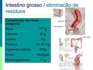 Intestino grosso / eliminação de
resíduos
Composição das fezes
(150g/dia)
Água 117 g
Celulose 20 g
Lípidos 2 g
Prótidos Inf. 60 mg
Pigmentos biliares 250g
Amido Vestígios
Microorganismos 11 g
 