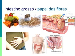 Intestino grosso / papel das fibras
 