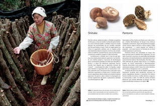 Shiitake                                                         Pantorra

  Fácil de cultivar, repleto de sabor, o shiitake se espalhou      Apreciados na Ásia, América do Norte e por toda a Euro-
  da Ásia para o resto do mundo. Conhecido pelos botâni-           pa, a família Morchellaceae de fungos inclui diversas
  cos como Lentinula edades, o shiitake cresce em estado           variedades comestíveis, alguns de aparência enrugada,
  silvestre nas proximidades de um carvalho chamado                outros cônicos, alguns marrons e outros negros. Todos
  shii, do qual herdou o nome. Tanto no Japão quanto na            são esponjosos – o nome popular em italiano é
  China, os cogumelos colhidos com os chapéus ainda                spugnola – com talos brancos no formato de um funil,
  não totalmente abertos, durante o inverno, são conside-          e todos aparecem na primavera.
  rados os melhores. Quando frescos, uma cruz decorativa                Pantorras frescas são aveludadas ao toque, mas
  costuma ser cortada no chapéu e o talo é removido.               bem sensíveis para os padrões dos cogumelos. Por seu
        Incrivelmente, o shiitake seco é mais do que ape-          valor comercial, costumam ser exportadas desidratadas
  nas uma versão preservada do cogumelo: é um alimen-              para países em desenvolvimento, especialmente para o
  to com méritos próprios. O processo de desidratação              subcontinente indiano. Reconstituídas, lhes falta o per-
  gera o aminoácido guanilato de sódio que intensifica o           fume delicado de quando estão frescas e os chapéus
  aroma e o sabor dos deliciosos cogumelos frescos,                podem ser tornar endurecidos e desinteressantes.
  criando mais daquilo que os japoneses chamam de                  Quando consumidas cruas, podem provocar distúrbios
  “umami” – a acentuação do sabor. Os líquidos usados              estomacais porque contêm traços do ácido helvético,
  para reidratar os cogumelos têm um aroma doce e ter-             que é tóxico e desaparece com o cozimento.
  roso, parecido com o dos porcini secos, que entra como                A textura de favos de mel do chapéu captura per-
  elemento importante no Shojin ryori, a cozinha estrita-          feitamente escalotas bem picadinhas, presunto ou
  mente vegetariana desenvolvida nos templos budistas              outros ingredientes durante o cozimento. No clássico
  japoneses. Dá gosto e sabor à dieta e é empregado em             francês morilles à la creme, o molho domina o cogume-
  versões vegetarianas de dashi, o caldo básico utilizado          lo, acentuando o sabor. Os chefs de cozinha recheam
  na culinária japonesa. SB                                        panturras com musses delicadas ou paneer, mas isso
                                                                   acaba interferindo na textura e no sabor. MR




  Sabor: Os cogumelos frescos são carnudos, com um sabor terroso   Sabor: A Morchella esculenta, a melhor variedade comestível,
  e brando. Secos e reconstituídos, são mais consistentes com a    tem um aromático perfume característico de cogumelos que
  personalidade ainda mais intensa, também doce e aromática.       ganha intensidade ao ser cozida com creme. O paladar é delicado
                                                                   e persistente.

  Nesta fazenda de shiitake no Japão, a madeira inoculada com
k esporos do shiitake produz uma fartura de cogumelos.                                                          Hortaliças | 231
 