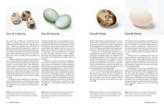 Ovo de Codorna                                                 Ovo de Gaivota                                                    Ovo de Faisão                                                         Ovo de Ganso

Até o século XX, a codorna era considerada uma ave             Os vikings consideravam os ovos de gaivota uma igua-              Embora o faisão tenha se espalhado de seu lar no Cáuca-               Seria fácil presumir pela aparência – que pode variar de
pequena e selvagem, uma boa carne de caça. Mas a               ria. Nos dias de hoje, eles permanecem com um prazer              so até a Ásia e da Europa para as Américas, seus ovos                 uma raça para outra, como acontece com as galinhas –
combinação dos excessos da caça e, na Itália, do uso de        tradicional durante a época de reprodução das aves,               raramente são coletados com o intuito de algo além de                 que o ovo de ganso é uma versão ampliada do ovo de
redes – prática que, segundo fontes do século XIX,             nas regiões do norte do globo, do Alasca até a Sibéria,           dar prosseguimento à sua criação, embora Anthimus – o                 galinha. Tamanho, naturalmente, é documento. Os
garantia a captura de 100 mil aves por dia – fizeram com       via Escandinávia. Na Inglaterra, onde os ovos eram um             gourmet de Bizâncio que também foi embaixador junto                   ovos de ganso podem pesar duas ou três vezes mais do
que a espécie fosse raramente encontrada fora de gran-         tradicional hors d’oeuvre nos clubes de cavalheiros da            aos francos – tenha feito referência a eles no século VI.             que ovos de galinha, o que normalmente significa de
jas na Europa. São criadas comercialmente em grandes           era eduardiana, eles estão recuperando no momento                      Hoje em dia, os ovos de faisão costumam ser um                   53 a 75g na balança, embora haja também outras dife-
bandos, tanto pela carne quanto pelos ovos que, com            seu status de iguaria. Como há um século, chegam à                subproduto dos esportes ao ar livre, embora iniciativas               renças.
suas bonitas cascas manchadas, eram no passado uma             mesa dentro das cascas pontudas e sardentas, embora               comerciais para obtê-los estejam em andamento. Nas                         Apesar de levar em consideração que a dieta dos
rara iguaria.                                                  hoje sejam mais freqüentemente servidos moles do                  propriedades britânicas, os faisões são criados e soltos              pássaros influencia a composição dos ovos – da mesma
     Pequeno o suficiente para caber em uma colher de          que duros.                                                        no mato para fornecer alvo aos caçadores. As fêmeas                   forma que a idade –, ovos de ganso são bem mais ricos
chá, o ovo de codorna tem condições perfeitas de servir             Atualmente, a coleta de ovos de aves selvagens é             selvagens são capturadas em armadilhas e mantidas                     em gordura do que os de galinha. Um exemplar típico
de ornamento aos pratos produzidos em restaurantes.            estritamente controlada em muitos países. Na Grã-Bre-             para dar ovos. Botam até 35 ovos por ano, cada uma, e                 contém um teor bem mais alto de colesterol e gorduras
Durante a era da nouvelle cuisine, chefs profissionais         tanha, é preciso ter uma licença e a prática fica liberada        embora a maior parte deles vá para as chocadeiras a fim               saturadas do que aqueles que costuma ser encontrados
criavam versões em miniatura de pratos consagrados             apenas durante uma estreita janela sazonal. Entretanto,           de fornecer aves para a próxima temporada de caça,                    no ovo de galinha médio.
como entrada ou amuse-bouche. A moda foi reforçada             uma pesquisa independente para o Journal of Environ-              alguns são mantidos como artigos de luxo.                                  Estranhamente, as claras não se transformam em
graças a uma variedade de receitas que procuravam              mental Monitoring (2005) parece indicar que os ovos de                 Maiores do que os ovos de codorna – pesam cerca                  espuma consistente quando batidas. Por isso não é pos-
determinar a melhor forma de cozinhar os ovos. Para            gaivota estão cada vez mais contaminados por poluen-              de 22g –, os ovos de faisão são arrendondados de um                   sível usar os ovos para fazer suflê ou zabaglione. Tam-
ficarem moles, precisam de três minutos. Duros, cinco.         tes tóxicos. E concluiu que crianças e lactentes não              lado, porém mais pontudos do que os de galinha no                     bém não reagem bem quando são fervidos. Mas são
O vinagre na água fervente torna mais fácil a retirada         devem comê-los e que adultos saudáveis devem redu-                outro. São raramente vendidos fora das fazendas, difí-                capazes de se transformar em opulentos pudins, ovos
das cascas.                                                    zir sua ingestão ao mínimo. Considerando-se este aviso            ceis de encontrar e caros. Cada um costuma custar até                 mexidos e até em bolos feitos com fermentos químicos.
     Deixando de lado os detalhes de seu cozimento, os         tão inequívoco, pode ser que no futuro o ovo de gaivo-            três vezes mais do que um ovo de galinha, que é bem                   Ao quebrar uma casca de ovo de ganso, é aconselhável
ovos de codorna tendem a ser distribuídos pela rede de         ta se torne, no Hemisfério Norte, o equivalente ao fugu           maior. MR                                                             usar algum utensílio de cozinha sem ponta para abri-la,
alimentação mais fresco do que os de galinha. Também           dos japoneses – uma questão de morrer ou não pela                                                                                       evitando danificar a gema, que tem uma cor muito
são mais gordurosos, e com teores mais altos de coles-         boca. MR                                                                                                                                intensa. MR
terol. MR


Sabor: Um ovo de codorna tem paladar parecido com o de         Sabor: Apesar da dieta de peixe, os ovos de gaivota não lembram   Sabor: Cozido até ficar duro, na casca, o ovo de faisão poderia       Sabor: Usados na cozinha, os ovos de ganso dão a impressão de
um ovo de galinha caipira, embora a qualidade, a riqueza e a   nem remotamente as criaturas marinhas. Têm gema de uma            ser confundido com o de gaivota, a não ser pelo fato de a clara ser   ter mais corpo. Os molhos ficam mais espessos, brilhantes e, no
profundidade de sabor possam variar de acordo com a dieta do   riqueza tocante e paladar intenso, acompanhada de uma clara       menos translúcida. A gema tem o paladar semelhante aos dos            paladar, parecem ter sido enriquecidos com manteiga.
pássaro.                                                       frágil e cremosa.                                                 melhores ovos de galinha.


344 | Laticínios e ovos                                                                                                                                                                                                                      Laticínios e ovos | 345
 