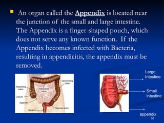 Comprehensive Overview of the Human Digestive System and Its Functions ...