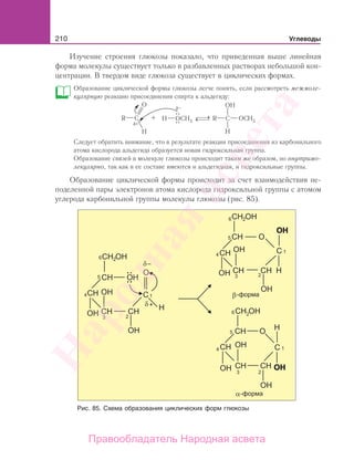 210 Углеводы
Изучение строения глюкозы показало, что приведенная выше линейная
форма молекулы существует только в разбавленных растворах небольшой кон-
центрации. В твердом виде глюкоза существует в циклических формах.
Образование циклической формы глюкозы легче понять, если рассмотреть межмоле-
кулярную реакцию присоединения спирта к альдегиду:
Следует обратить внимание, что в результате реакции присоединения из карбонильного
атома кислорода альдегида образуется новая гидроксильная группа.
Образование связей в молекуле глюкозы происходит таким же образом, но внутримо-
лекулярно, так как в ее составе имеются и альдегидная, и гидроксильные группы.
Образование циклической формы происходит за счет взаимодействия не-
поделенной пары электронов атома кислорода гидроксильной группы с атомом
углерода карбонильной группы молекулы глюкозы (рис. 85).
Рис. 85. Схема образования циклических форм глюкозы
Народная
асвета
Правообладатель Народная асвета
 